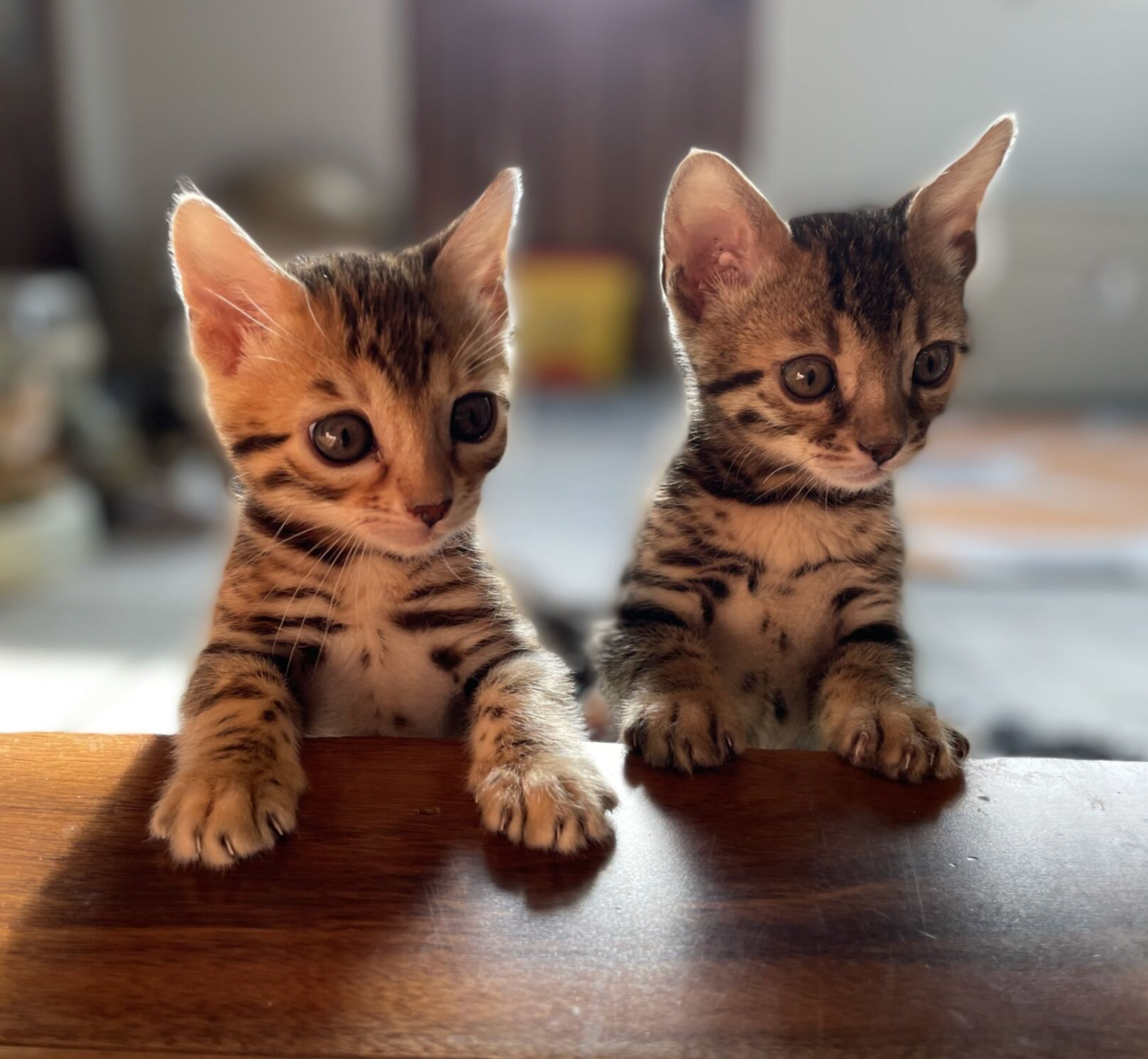 adopt male kittens in the USA