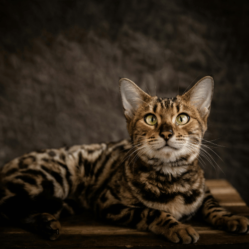 adopt a male bengal cat in ohio