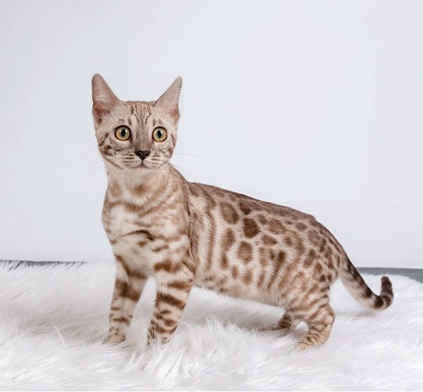 female kittens for adoption ohio usa