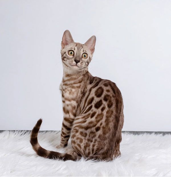 female cats for adoption in ohio usa