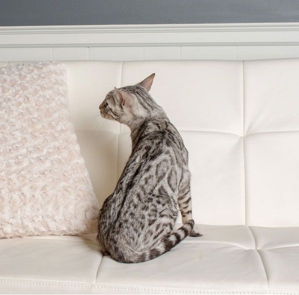 vaccinated bengal cats for sale near me