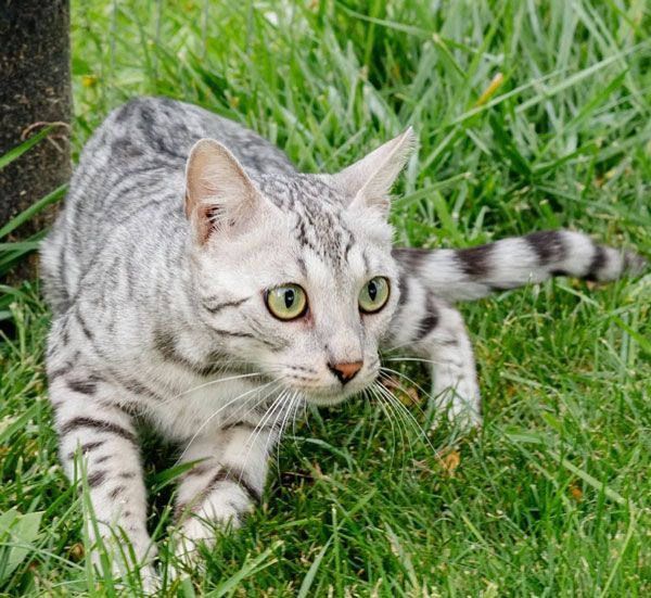 exotic bengal kittens for adoption near me