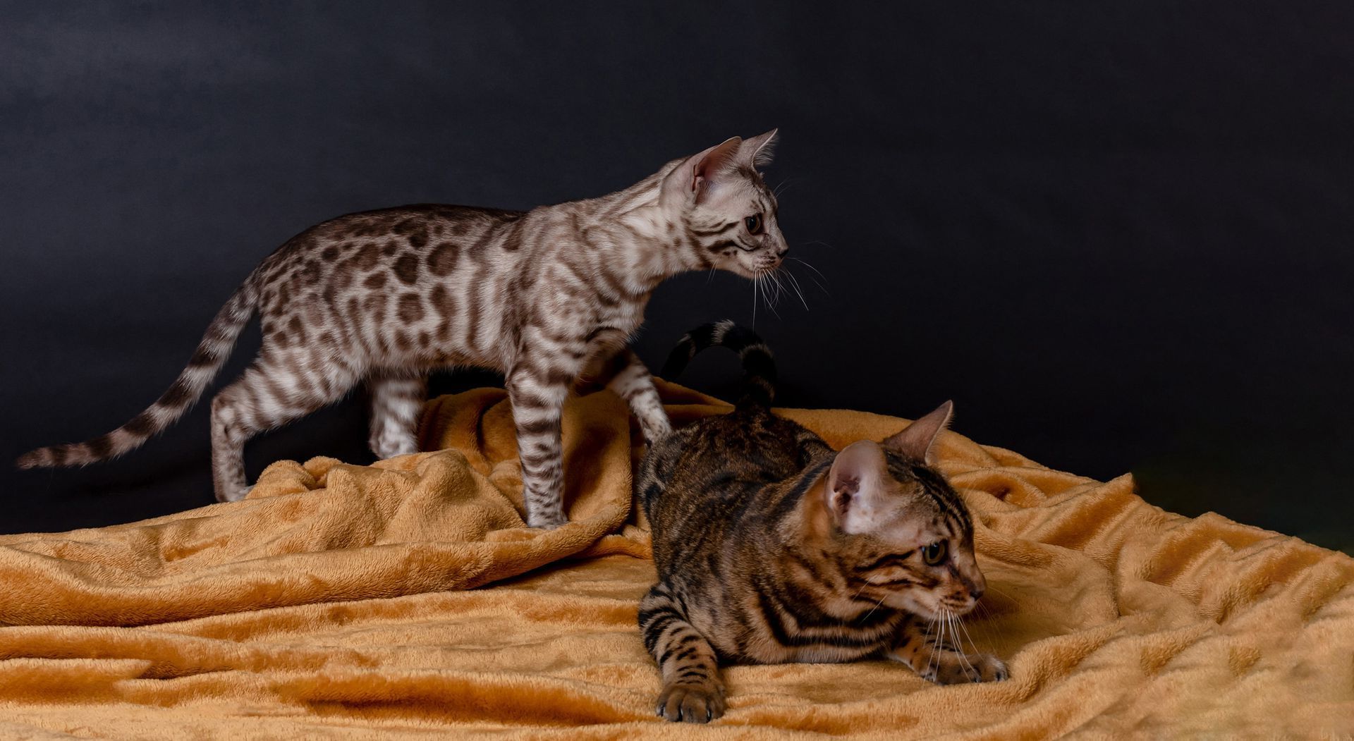 mature male cats for sale in toledo ohio