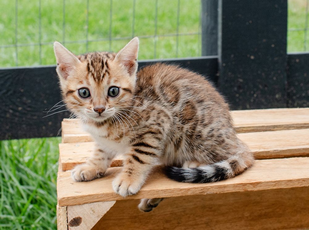 healthy bengal kittens for adoption near toledo ohio