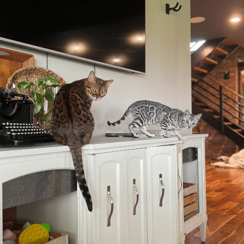 cheap bengal cats near me ohio USA
