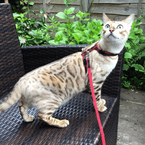 mature snow leopard cats for adoption near me