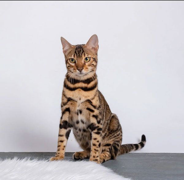mature cats for adoption near me