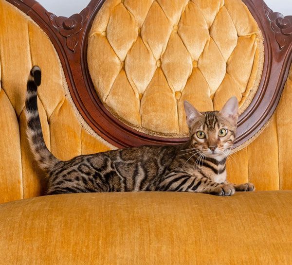 healthy cats for adoption usa