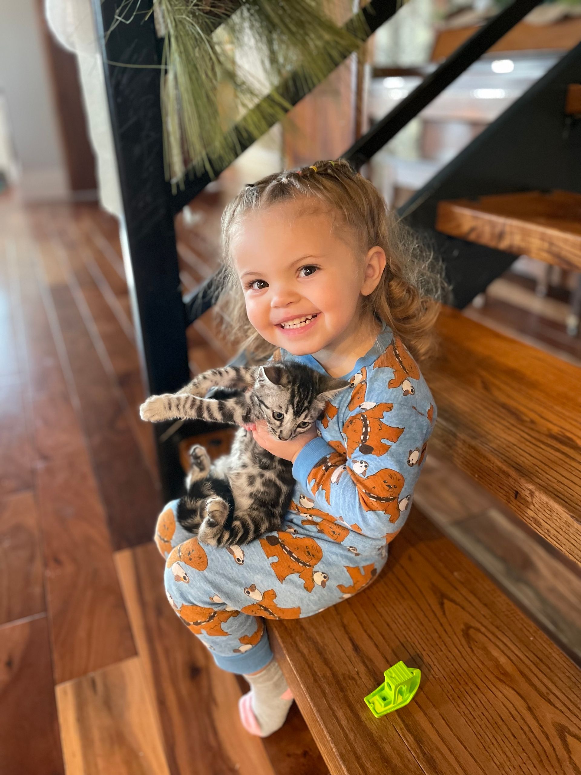 healthy bengal kittens for adoption near me