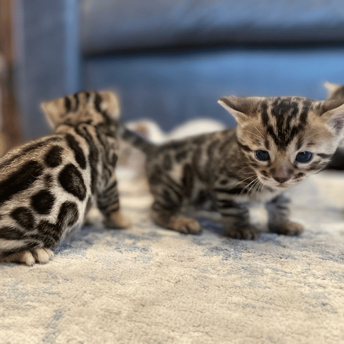 healthy cats for sale near me USA