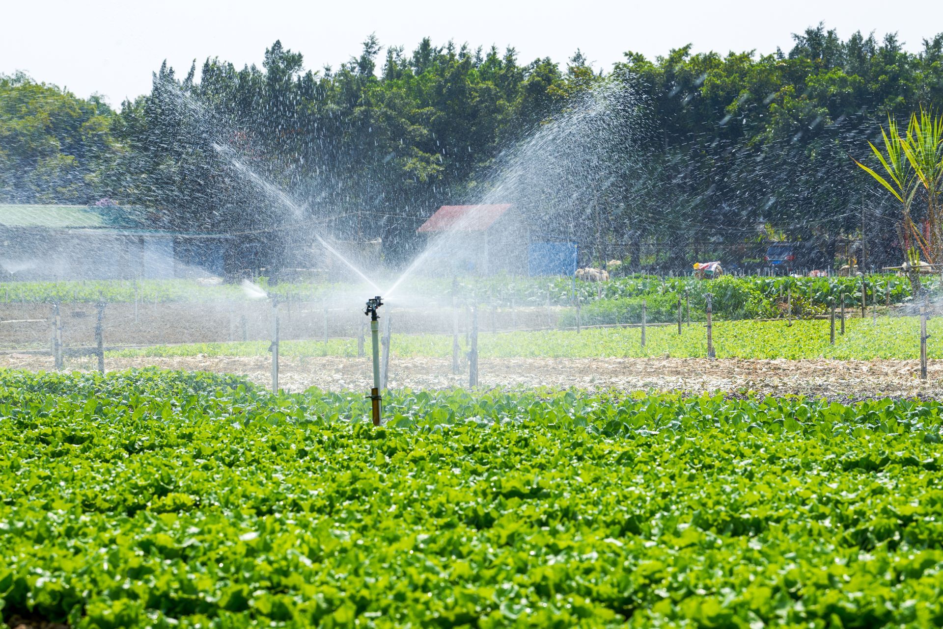 A sprinkler sprays water over a lush green field of vegetables, promoting healthy irrigation A sprinkler sprays water over a lush green field of vegetables, promoting healthy irrigation
