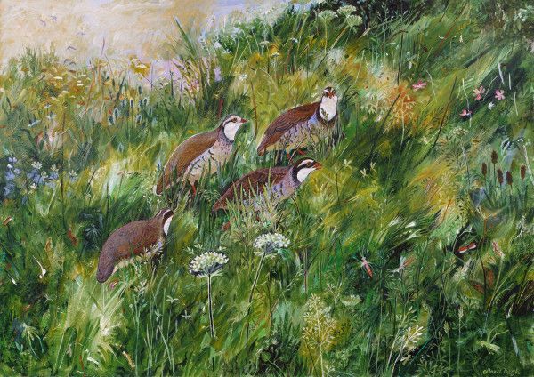 Four quail with speckled brown feathers and white faces forage in a grassy field with wildflowers.