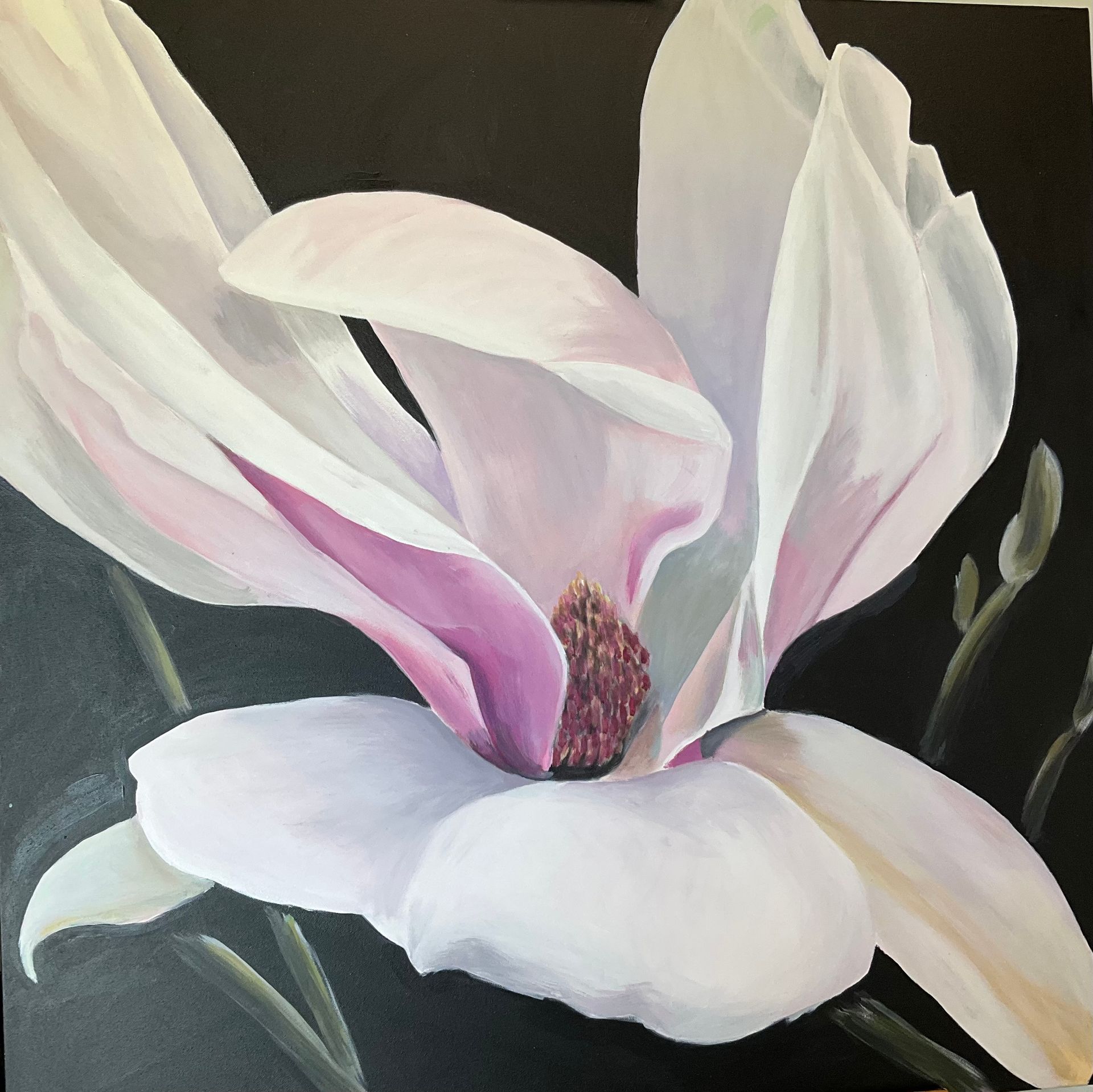 White magnolia flower with pink center on black background.