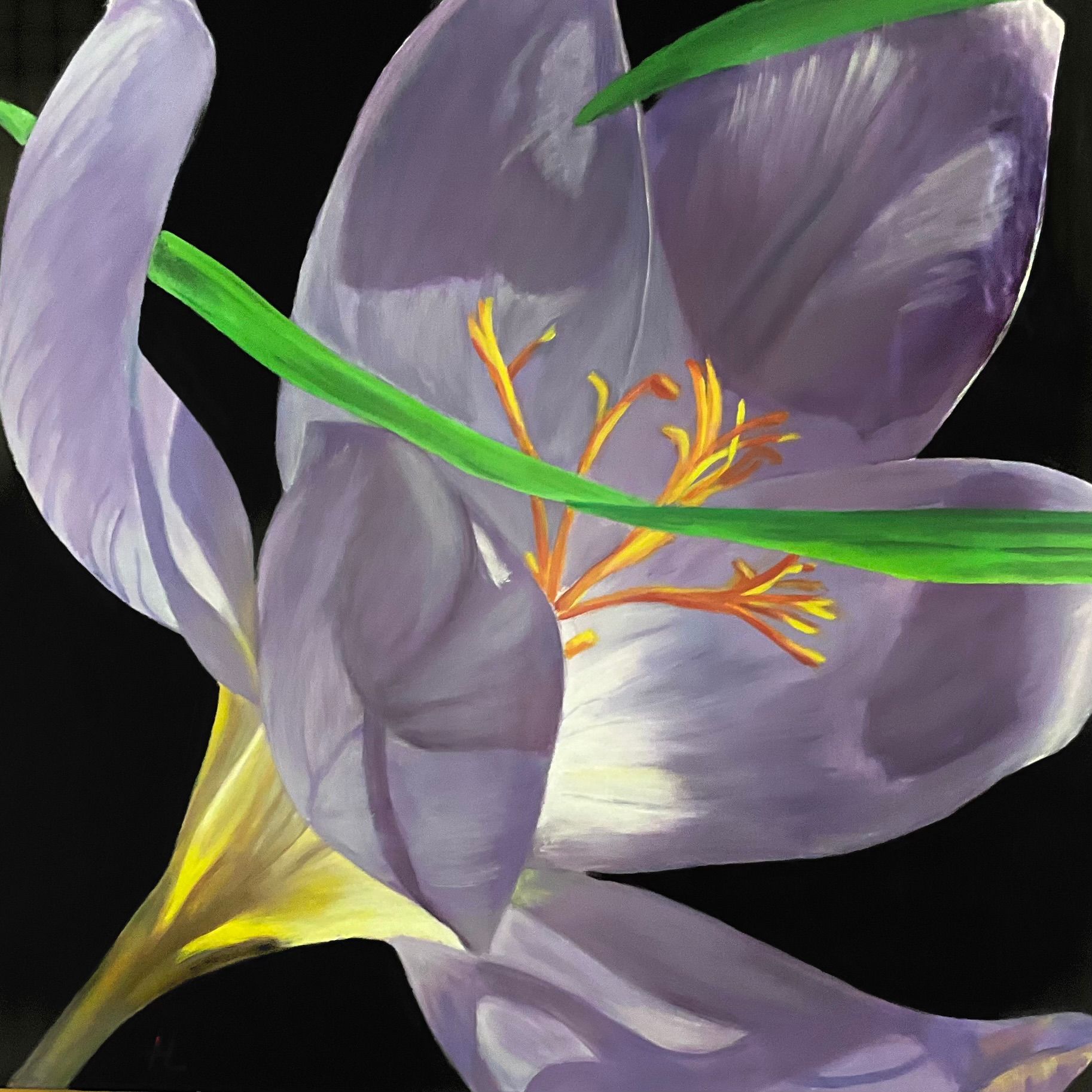 Purple crocus flower with yellow center and green stems against a black background.