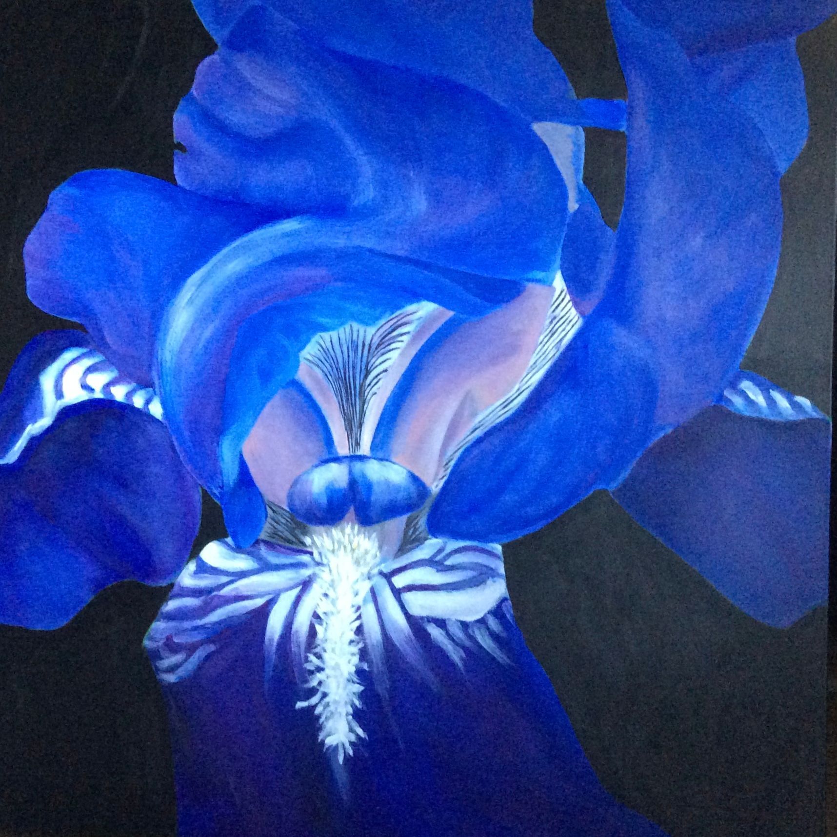 Close-up of a vibrant blue iris flower against a black background; detailed petals and center.