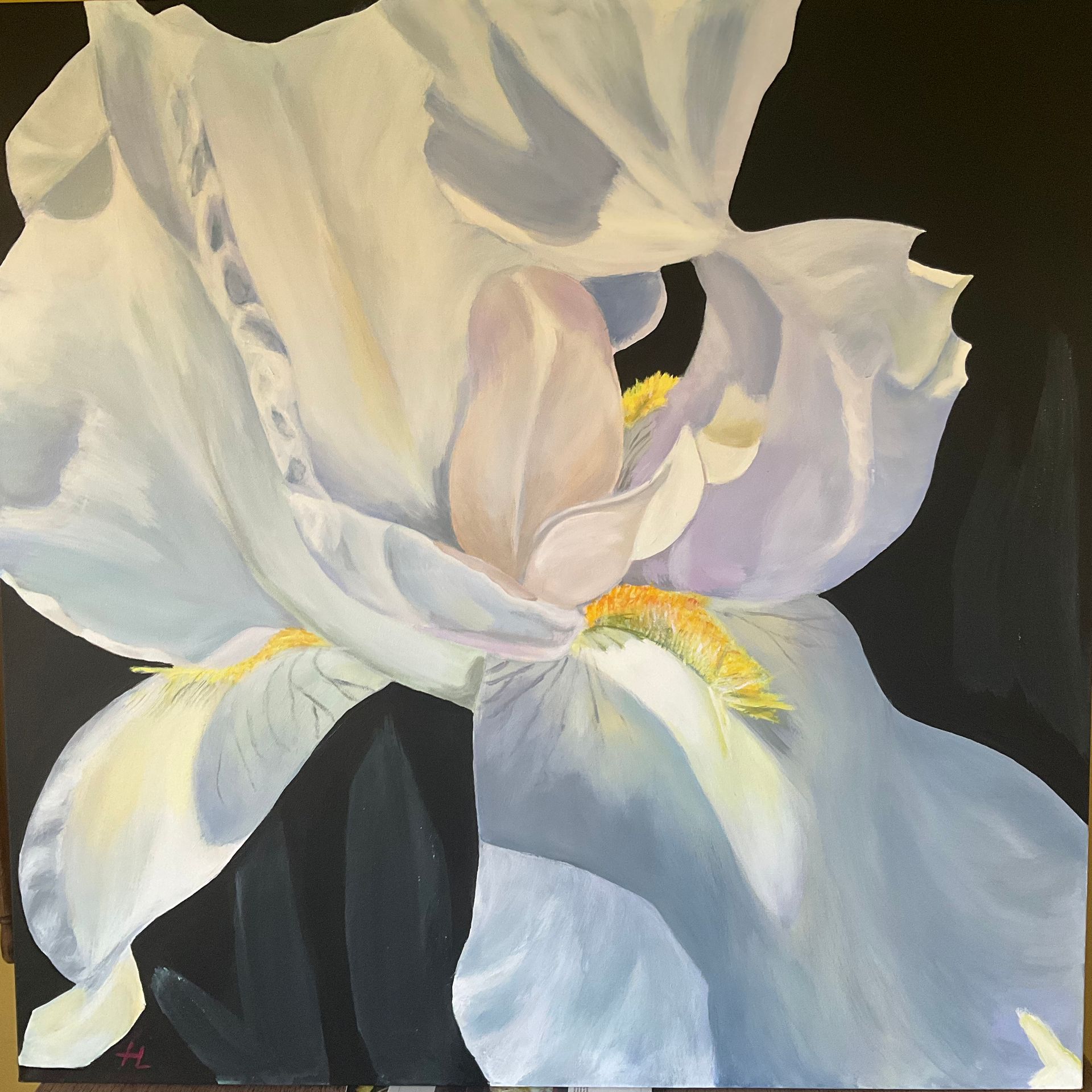 White iris flower with yellow accents, against a dark backdrop.