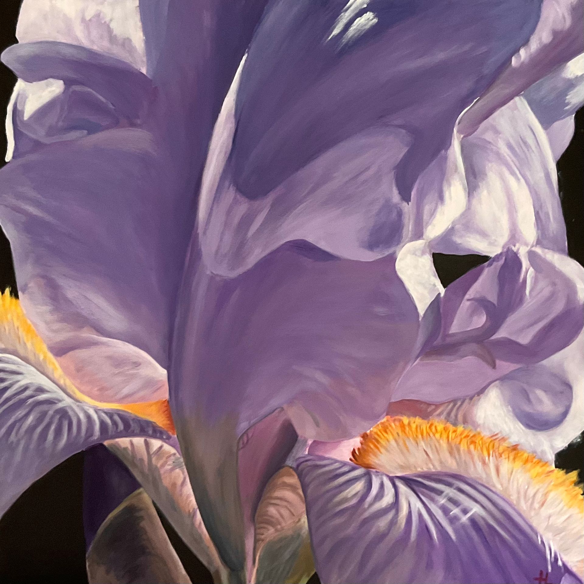 Close-up of a purple iris flower with orange accents, set against a black background.