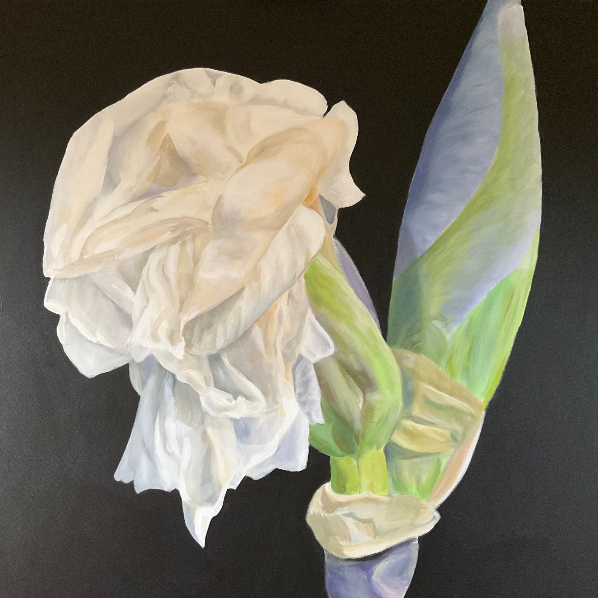 White iris flower in full bloom beside a closed bud, against a black background.