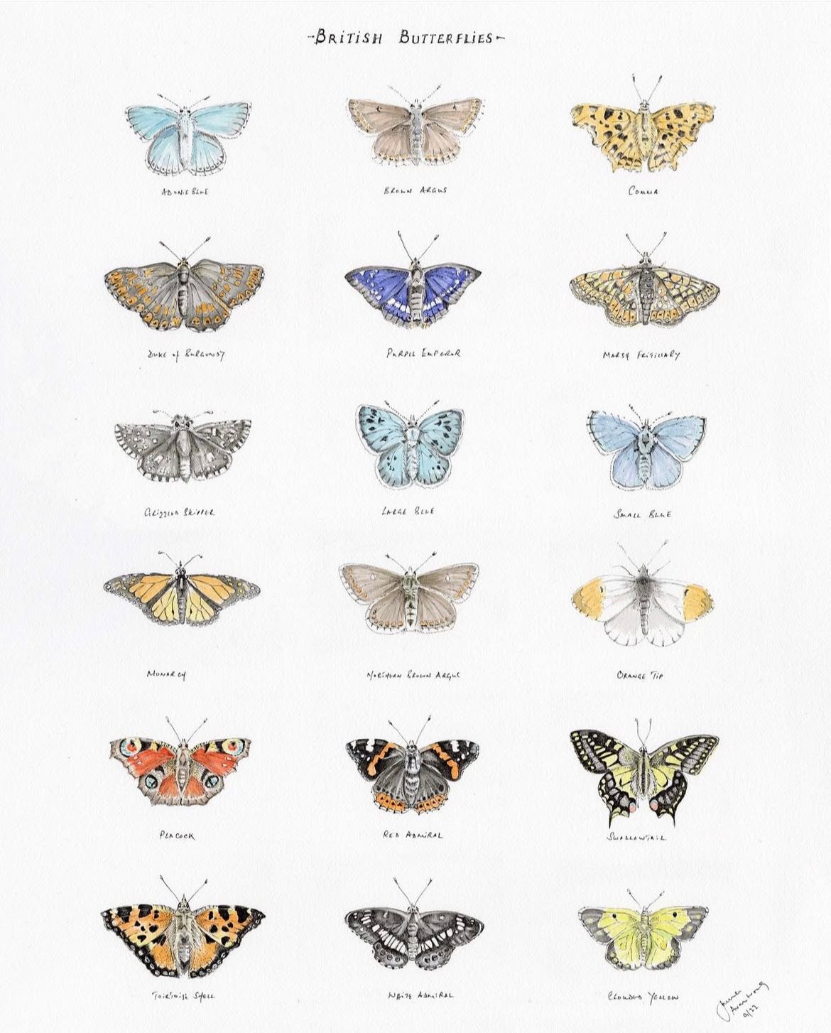 There are many different types of butterflies on this page.