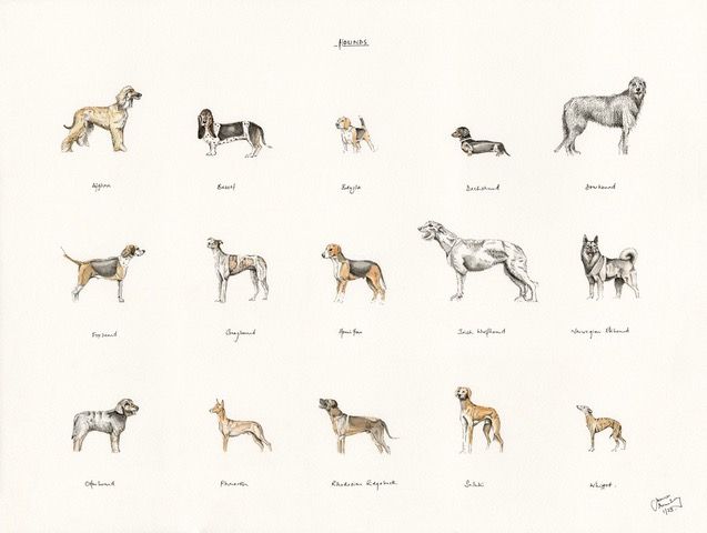 A painting of different breeds of dogs on a white background.
