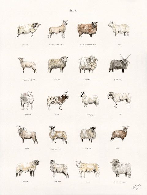 A poster of different types of sheep on a white background