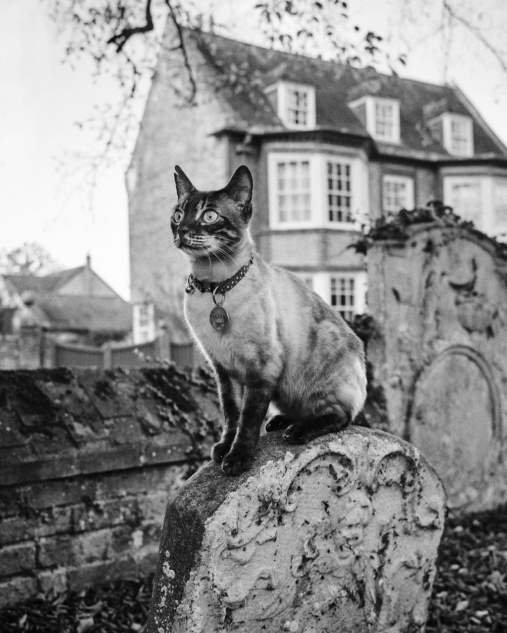Siamese cat with a pendant collar sits on a tombstone in a graveyard, with a house in the background.