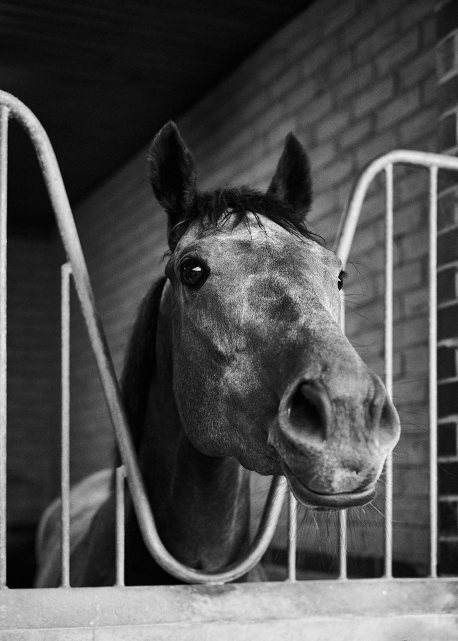 A black and white photo of a horse looking out of a fence.