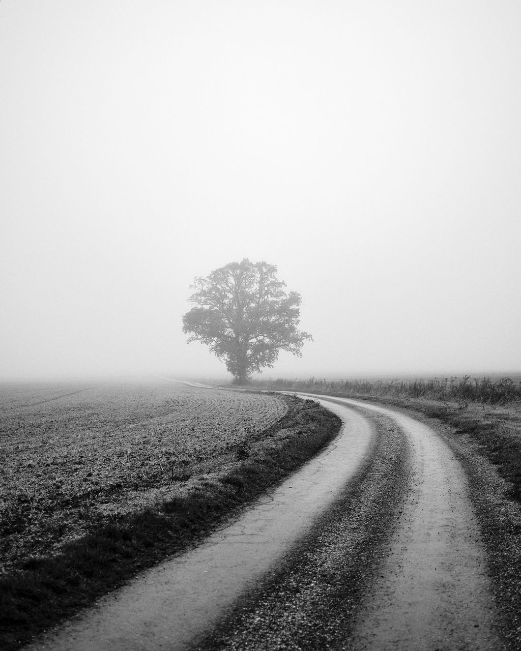 Winding dirt road curves towards a tree shrouded in fog, set in a field. Black and white.