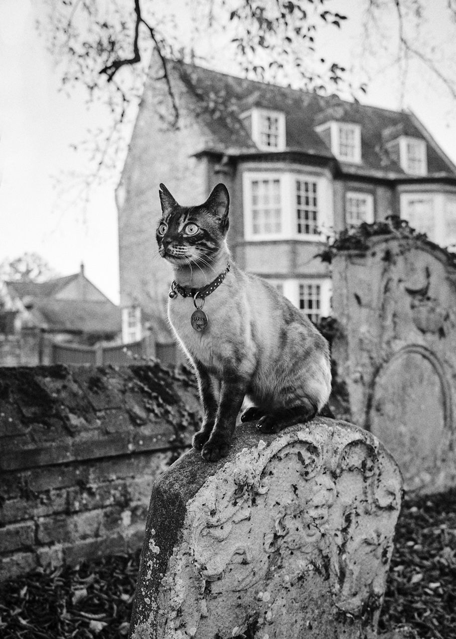 A cat is sitting on top of a gravestone in a cemetery.