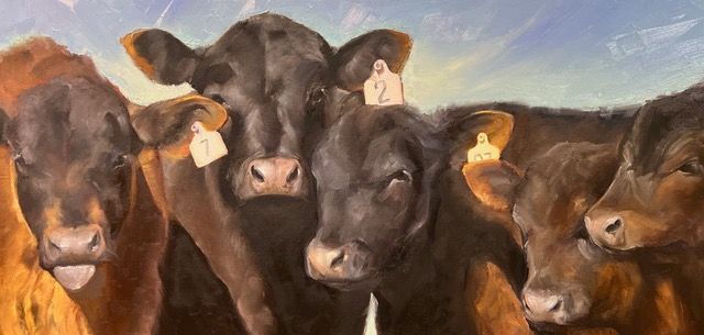 Five dark-colored cows with ear tags stand close together, looking at the viewer.