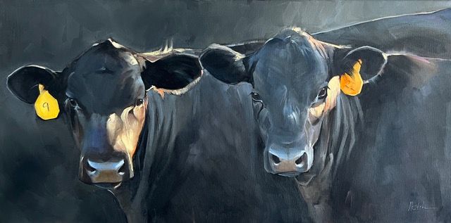 Two black cows with yellow ear tags, close-up in a shaded area, looking directly at the viewer.