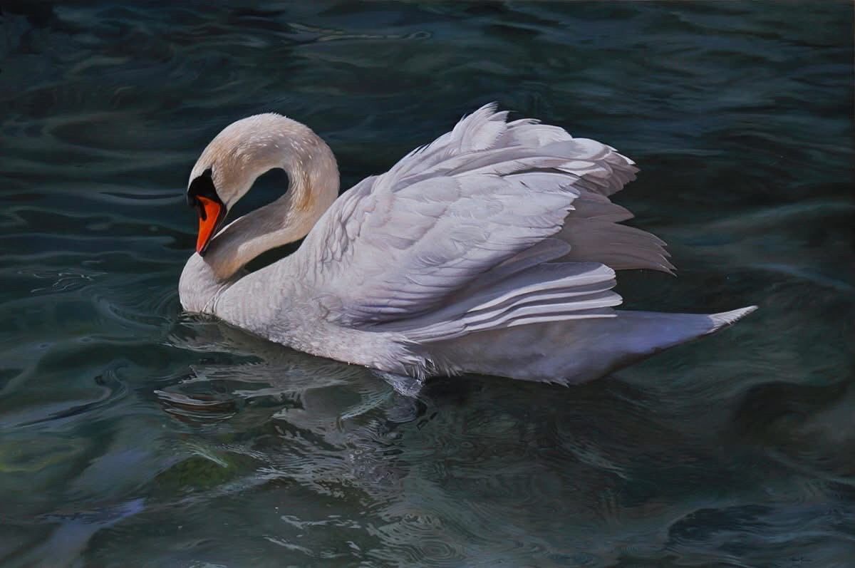White swan with orange beak floats on blue-green water, wings slightly spread.