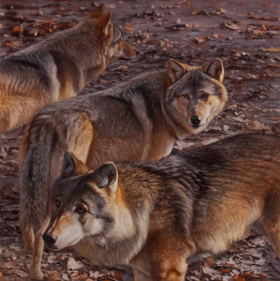 Three wolves with grey and brown fur stand among autumn leaves on the forest floor, looking toward the viewer.