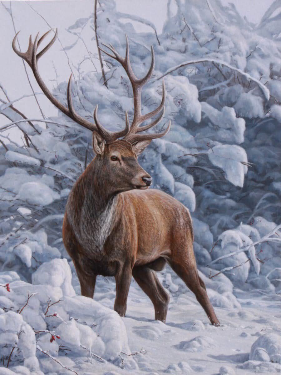 Red deer stag with large antlers in a snowy forest.