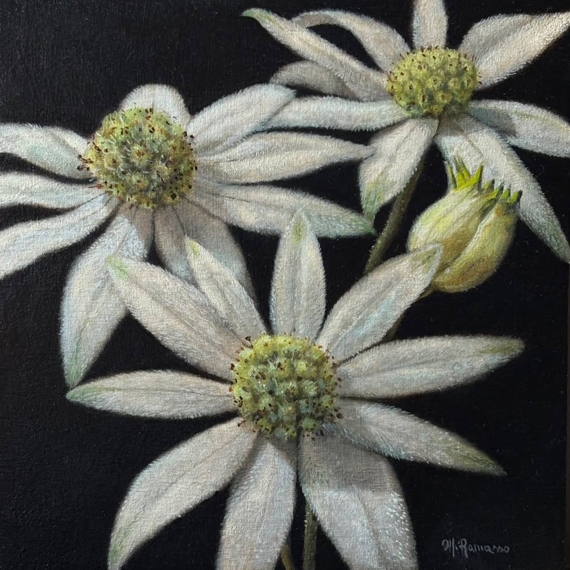 White wildflowers with green centers on a dark background