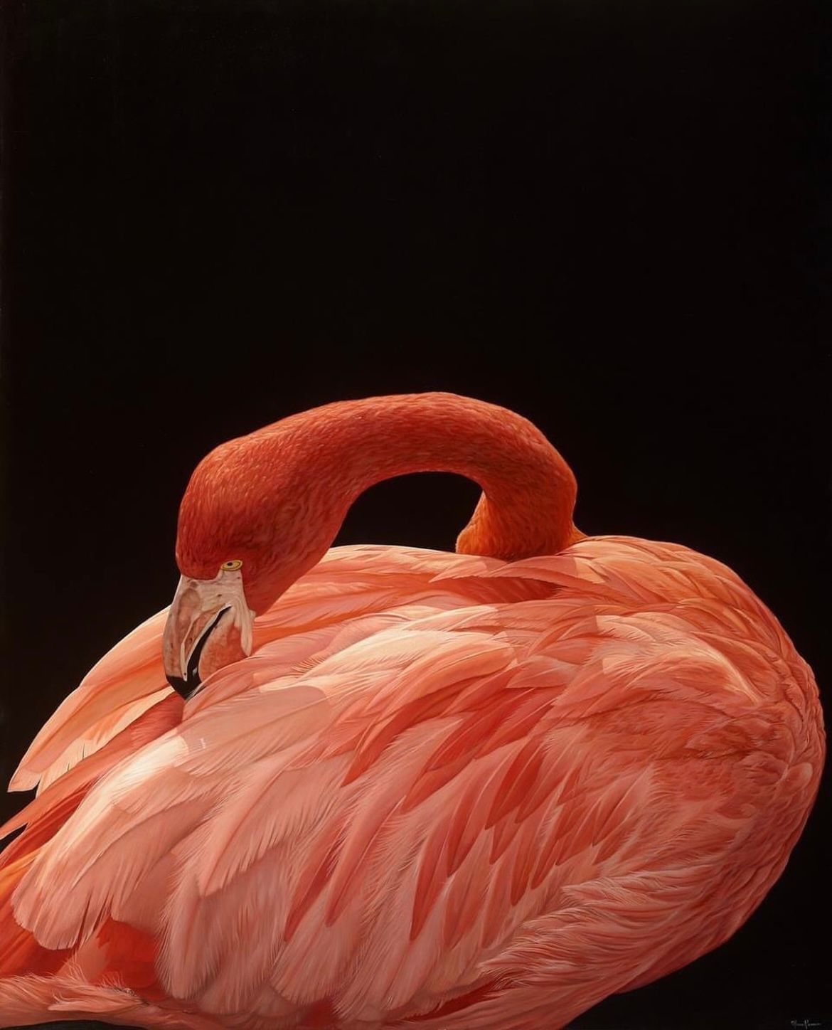 A close up of a flamingo with a black background