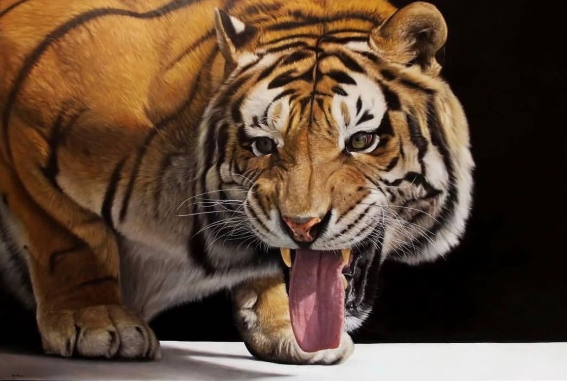 Tiger, orange and black stripes, open mouth, pink tongue, growling, black background.