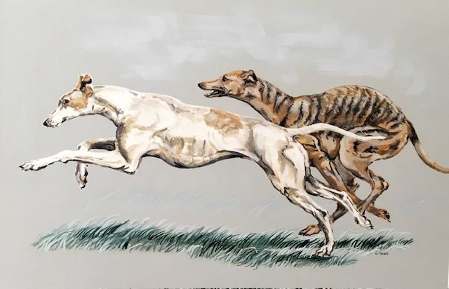 Two greyhounds, one white and one brown, racing across grass.