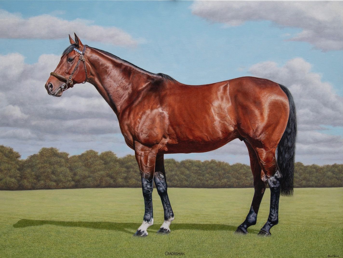 Brown horse in a field, facing left, wearing a bridle, with black legs and tail, and a blue sky background.