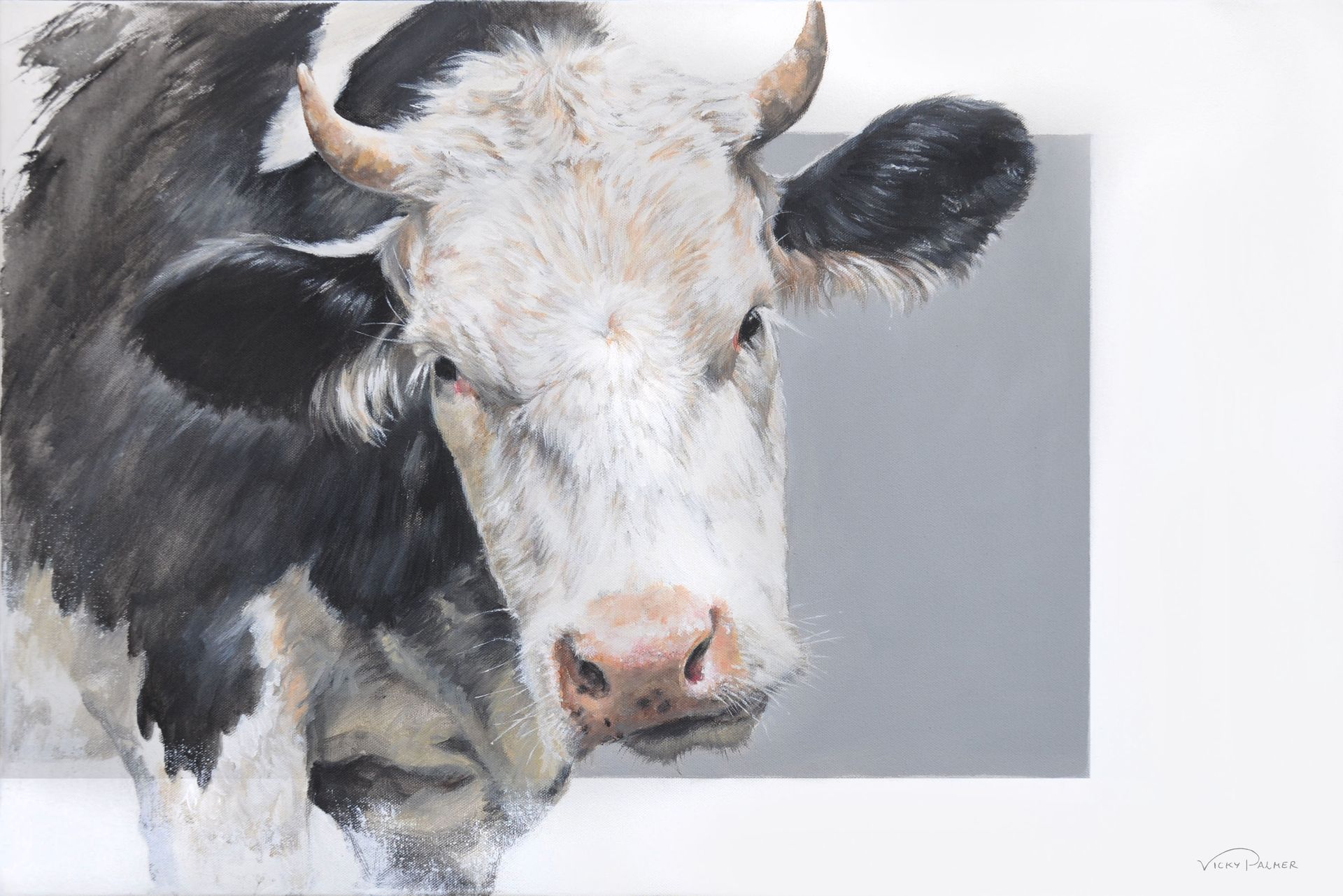 Black-and-white cow portrait on a light gray background, facing forward