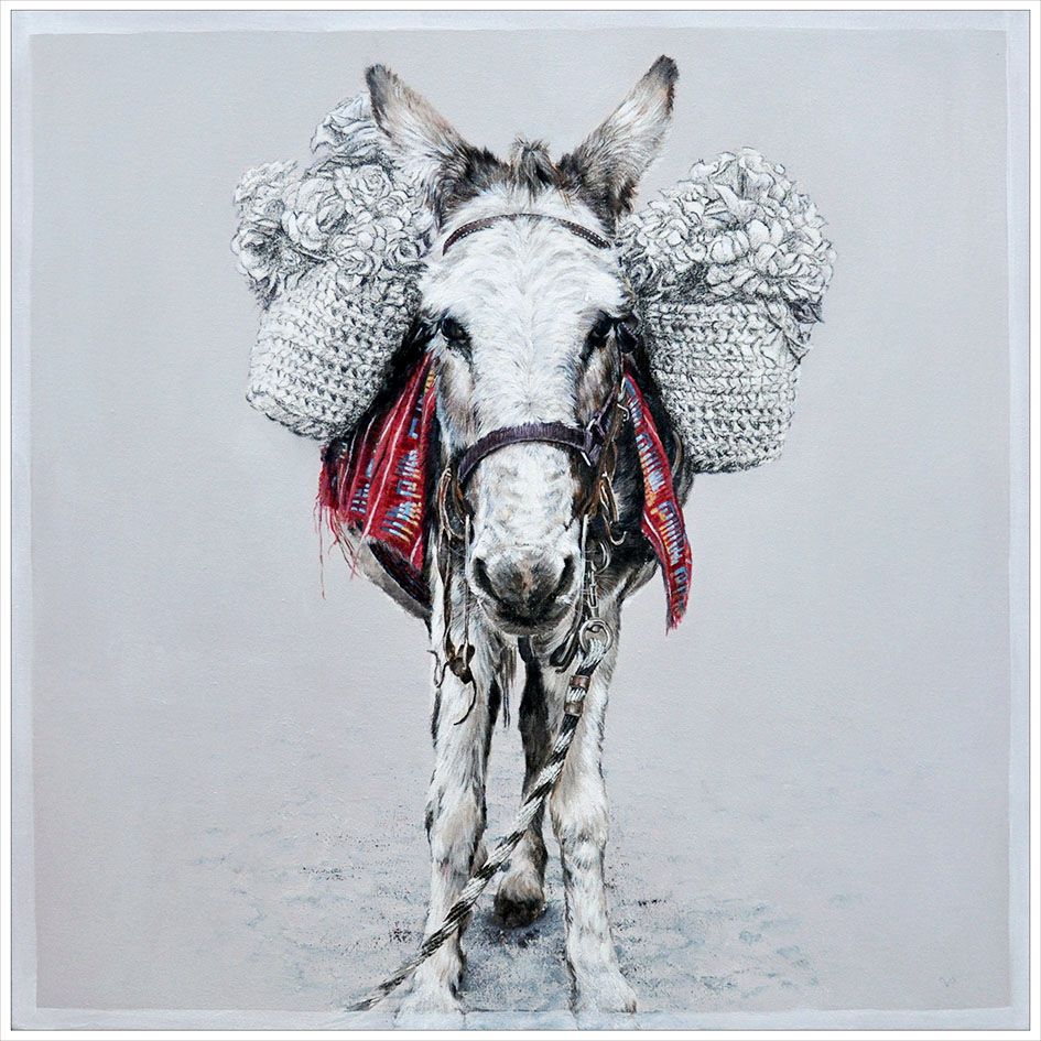 White horse facing forward with a red-and-black saddle blanket against a gray background