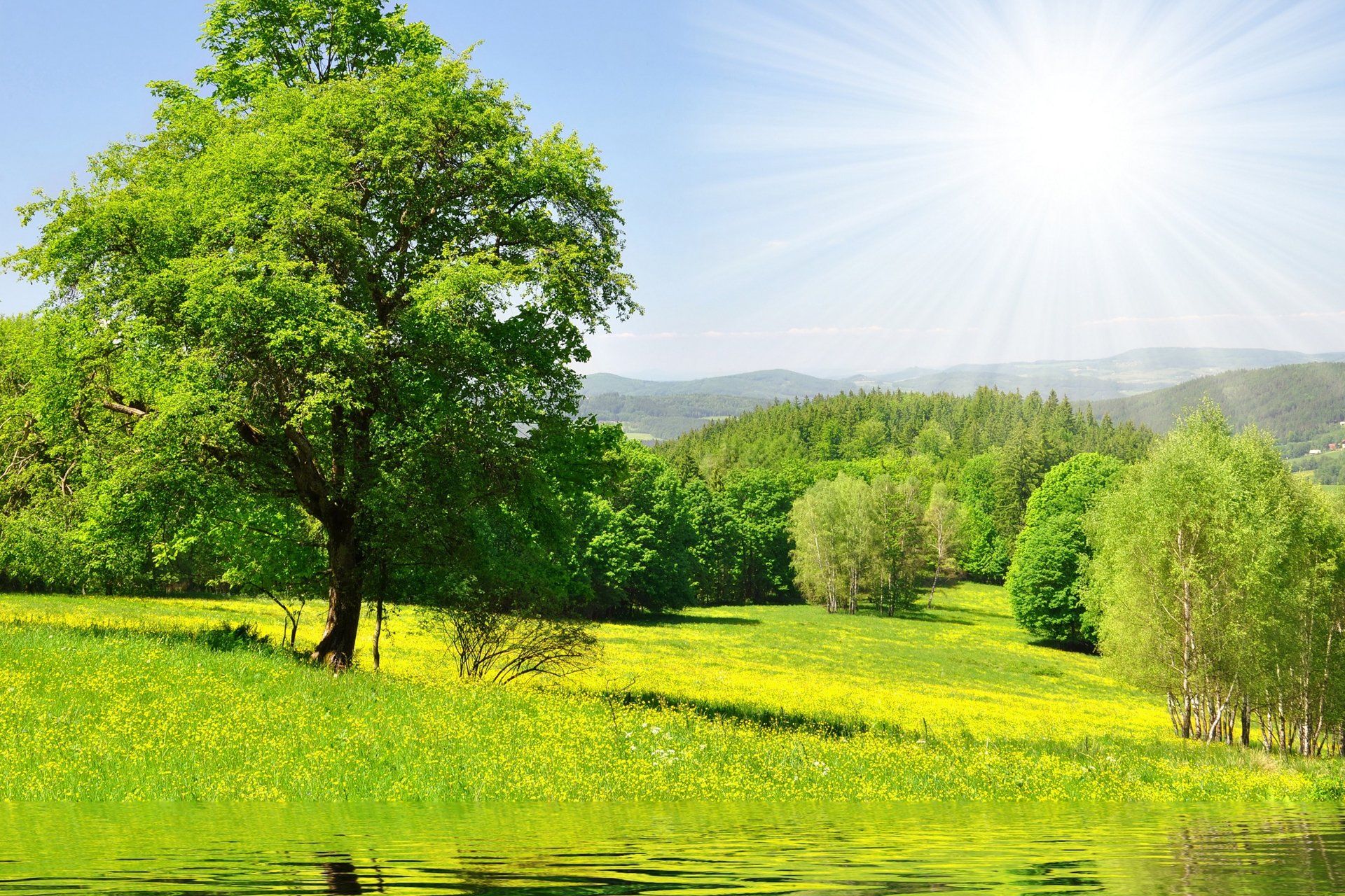 Green Meadow With Trees