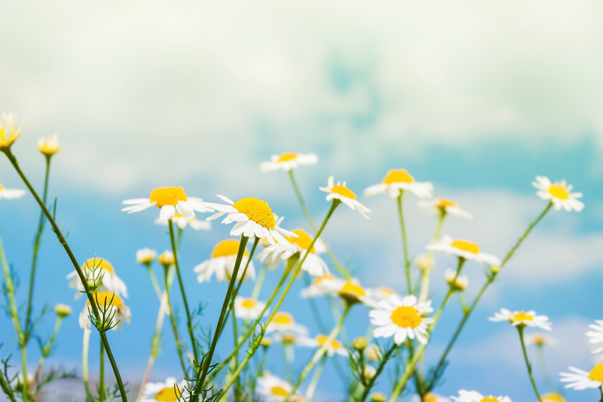 White Daisies in a Field