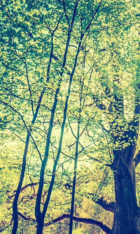 Tree Branches