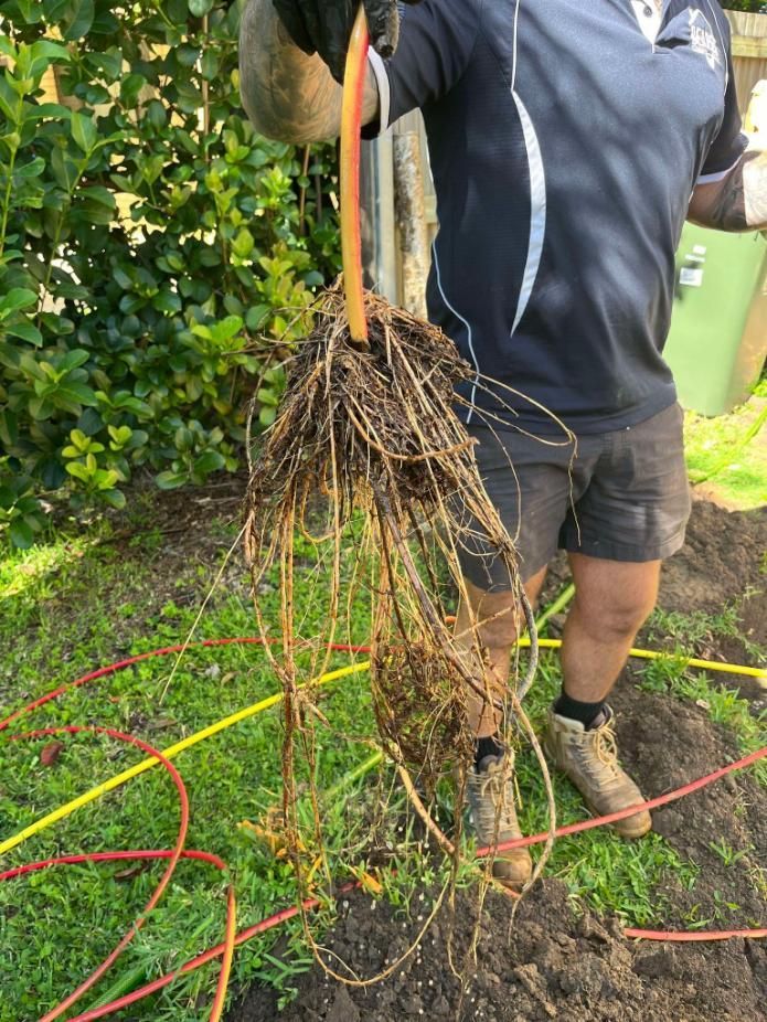 Man is Holding a Bunch of Roots in His Hands — Beards Roofing and Plumbing in Clontarf, QLD
