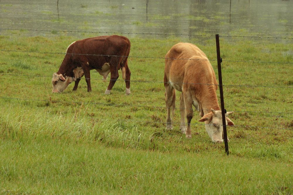 Two Cows Are Grazing in a Grassy Field Next to a Fence — Beards Roofing and Plumbing in Burpengary, QLD