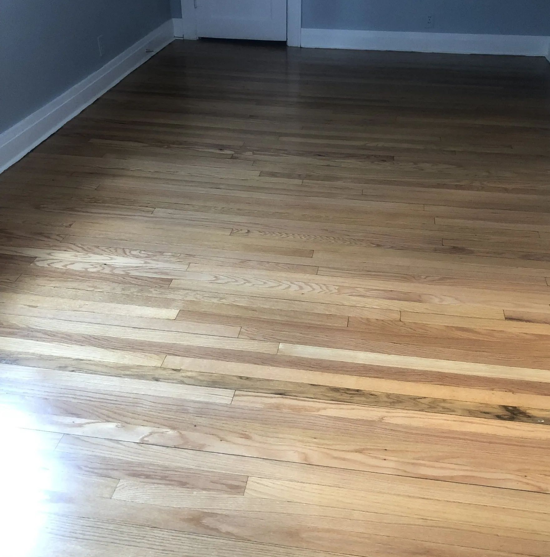 Empty room with light wood hardwood floor and gray walls