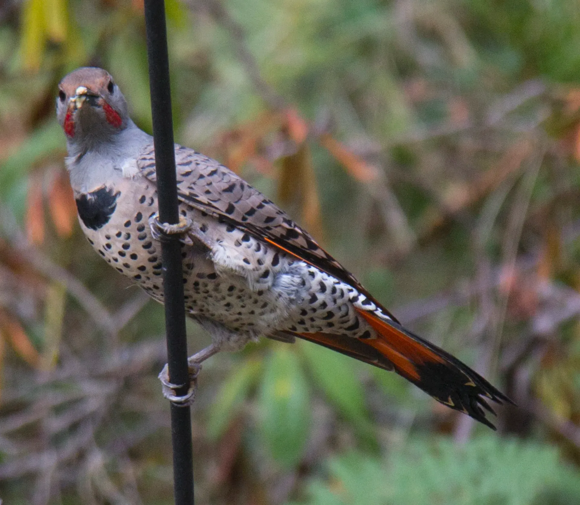 Speckled bird with red face perched on a black feeder pole against blurred greenery