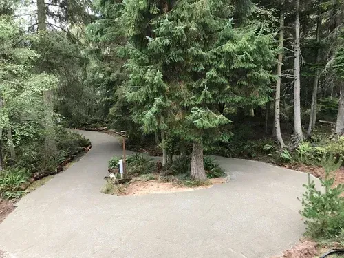 Curving paved path through dense green forest with a fork around a central tree