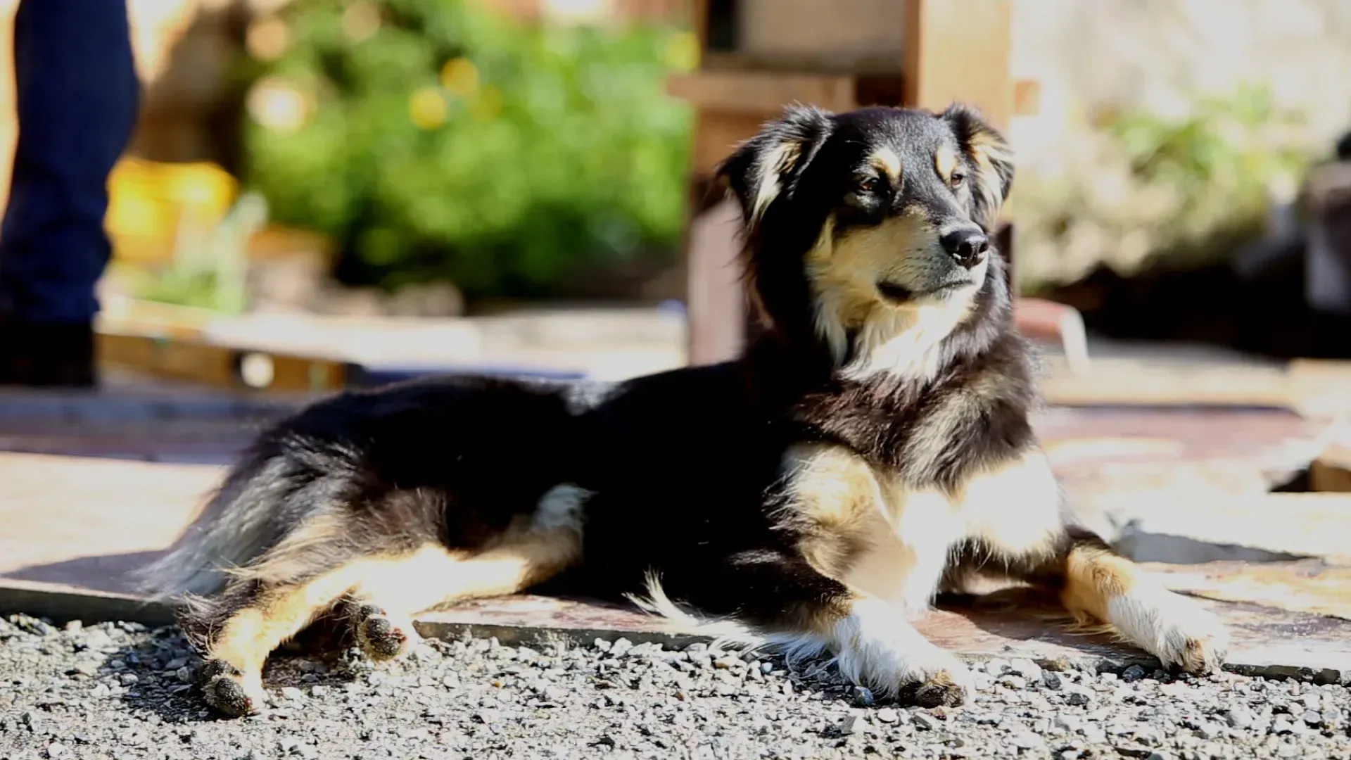 A black, tan, and white dog lies on gravel in bright sunlight outdoors.